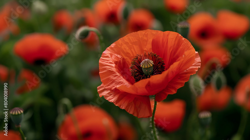 Macro shot of a red poppy in full bloom, field of poppies.