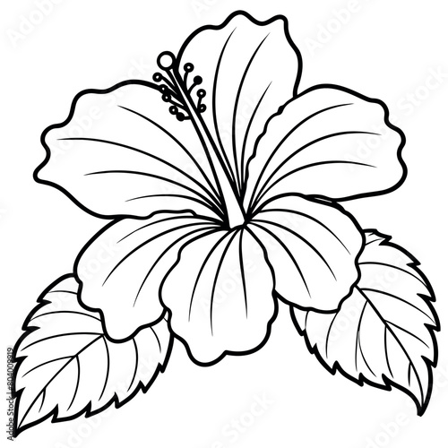 Hibiscus flower plant illustration coloring book page design, Hibiscus Hibiscus flower plant and white line art drawing coloring book pages for children and adults