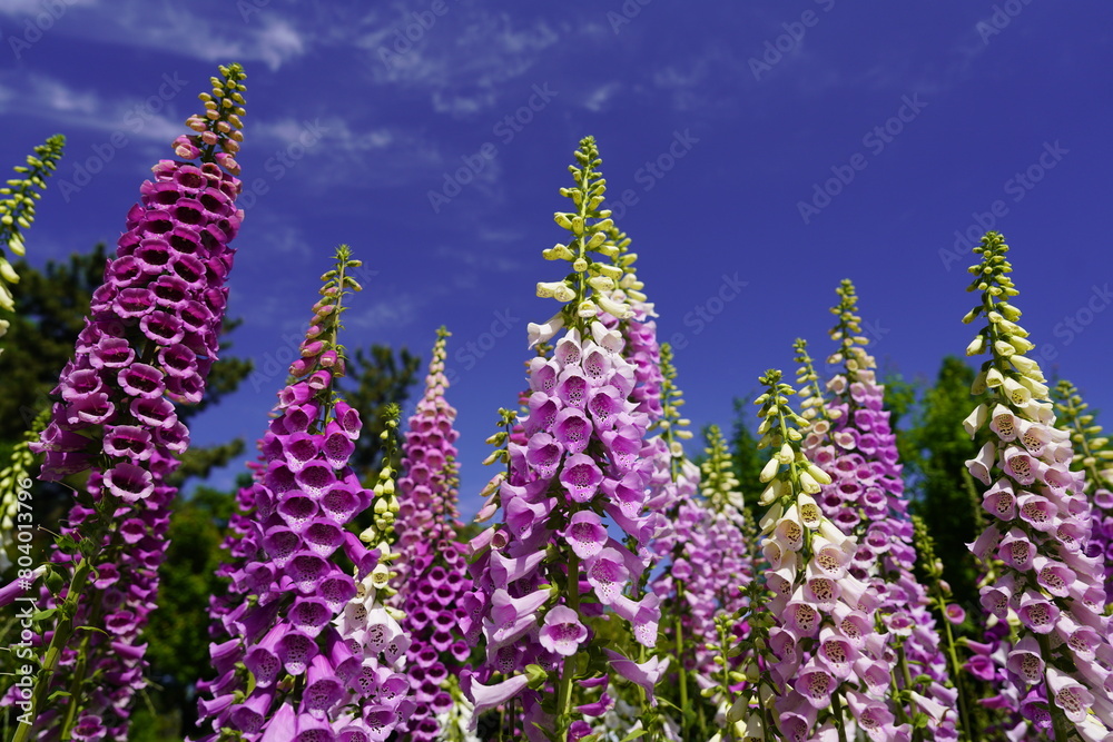 青空に映えるジギタリスの花 青空に映えるジギタリスの花