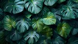 Tranquil Rainforest: A Rich and Vibrant Tapestry of Leaves