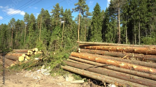 Deforestation in the protection zone of a high-voltage power line. Trunks of cut trees lie in stacks along the route of the electric line. The camera is motionless. The video is ideal for content abou photo
