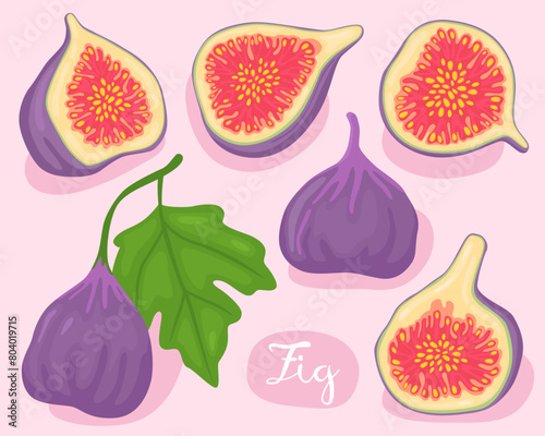 Fig. Common fig. Ficus carica. Collection of purple fig fruits, whole, half, slices and seed. Summer fruit. Cooking vegan ingredien. Cartoon vector illustration. Mediterranean and asian fruit.