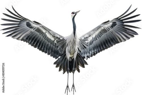 Crane Bird Isolated, flying in the air with wide wingspan against a white backdrop. Generative Ai