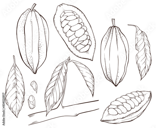 Hand drawn illustration of a plant. Hand drawn line set with cocoa beans and leaf isolated. Line illustration for restaurant business. 