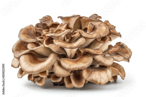 Frontal view of a vegetable isolate with maitake mushrooms on a white backdrop. Generative Ai photo