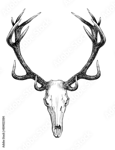 Deer skull 