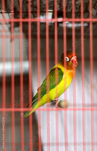 Yellow-collared lovebird or masked lovebird in a cage.  