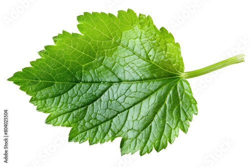 Images of a lonely  white leaf tree with celery and mint. Generative Ai