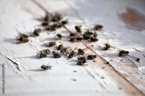A heap of dead flesh flies (Sarcophaga species) photo
