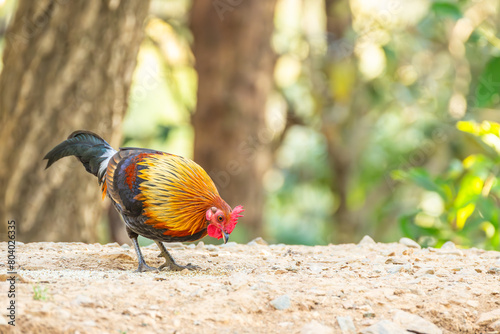 Sri Lankan junglefowl (Gallus lafayetii), running, Wilpattu National Park, Sri Lanka, Asia photo