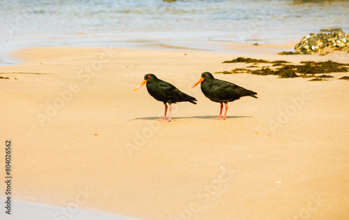 Pair of Sooty Oyster Catchers on the Beach