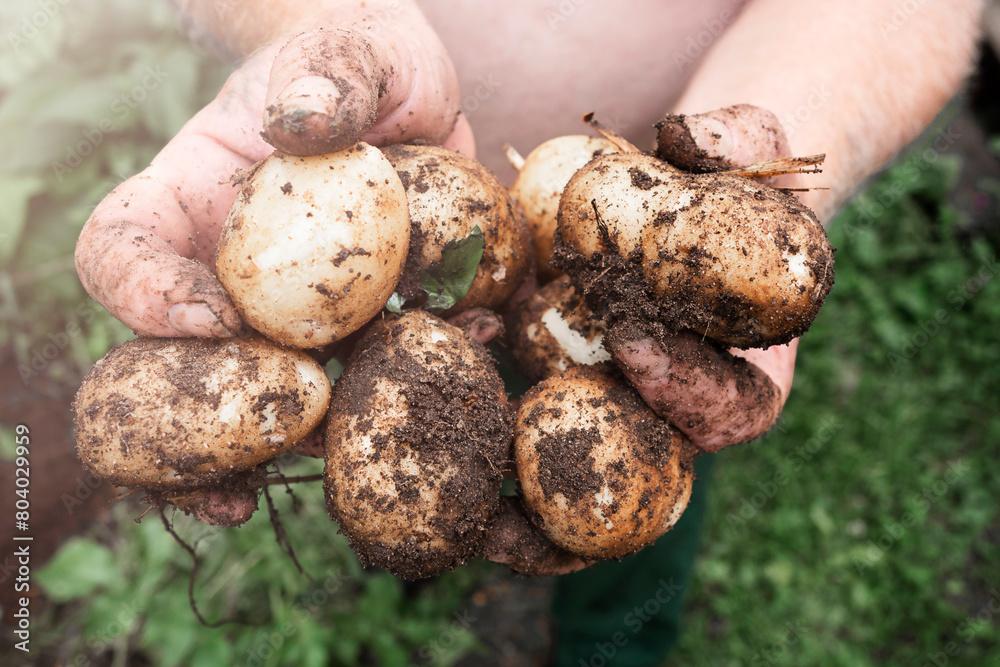 Fresh potatoes in the hands of man , natural farming, organic produce. Fresh potatoes in the hands of man , natural farming, organic produce.