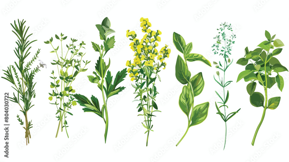 Bunches of aromatic herbs on white background Vector