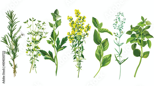Bunches of aromatic herbs on white background Vector photo
