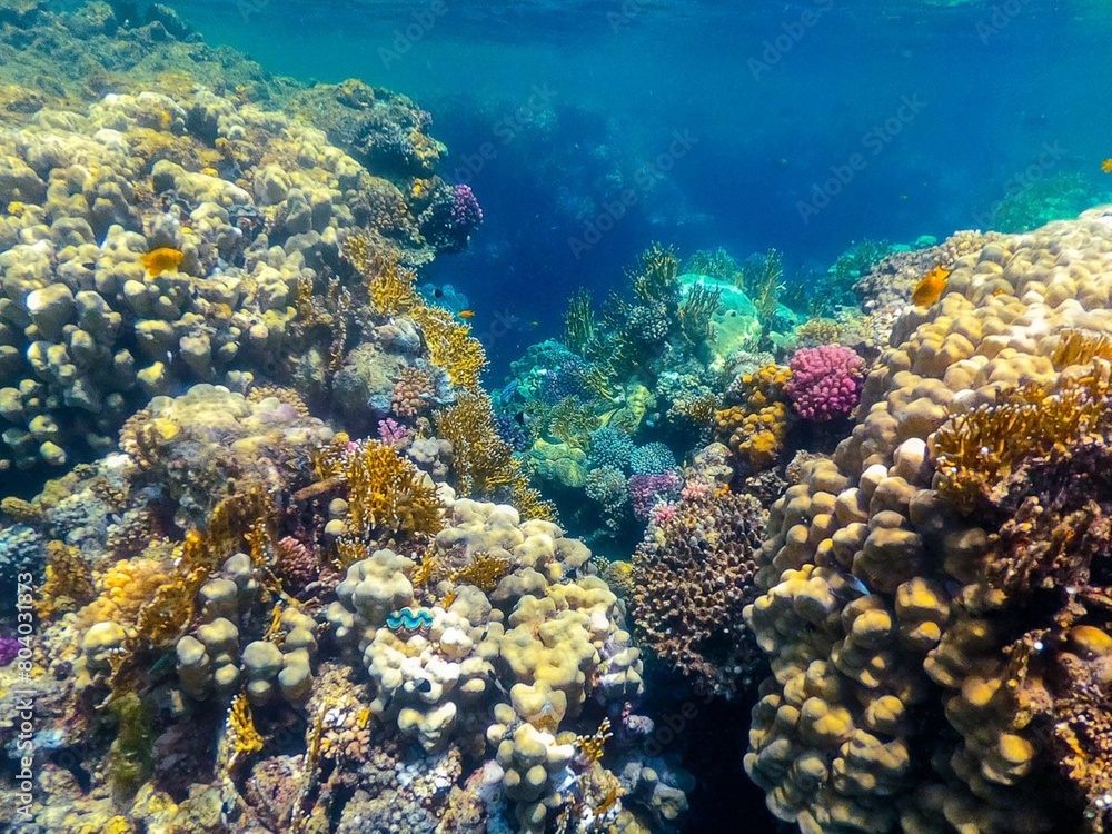 Coral reef Egypt Coral reef Egypt