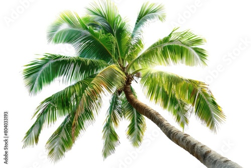 Isolated plant picture with a palm tree on a white backdrop. Generative Ai