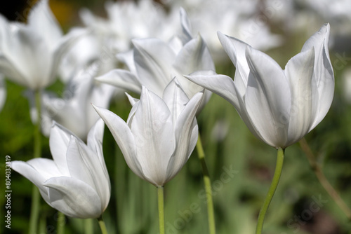 Closeup of flowers of Tulipa 'White Triumph' in a garden in Spring photo