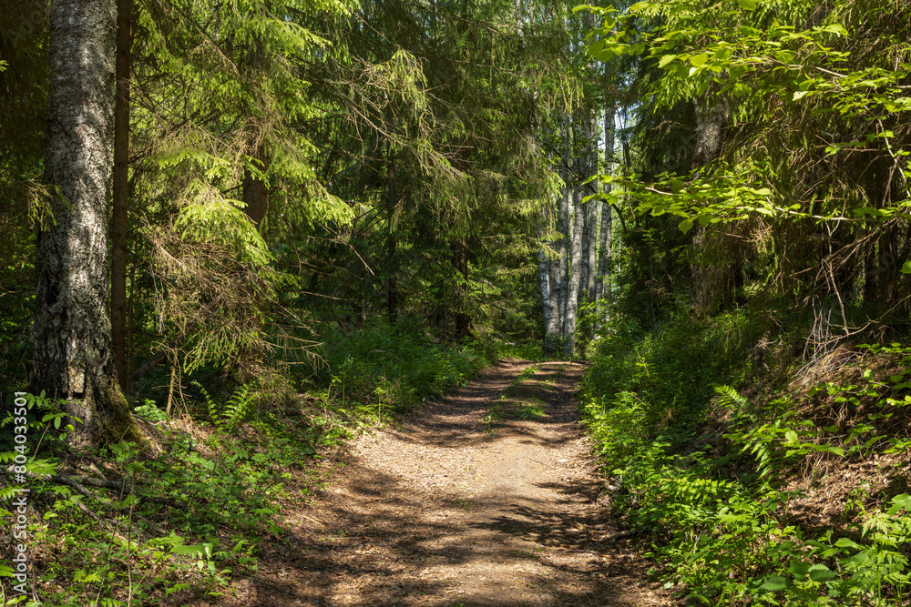 Fototapeta premium Country road in a dense forest. Dirt road among trees. Path through the forest. Traveling and hiking in forest areas. Beautiful natural background. Summer forest landscape.