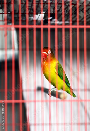 Yellow-collared lovebird or masked lovebird in a cage.  