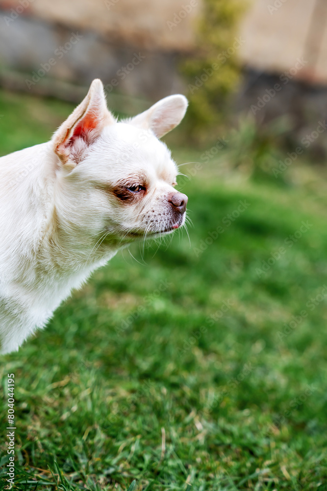 Portrait of a cute chihuahua, Chihuahua portrait on grass in summer Portrait of a cute chihuahua, Chihuahua portrait on grass in summer