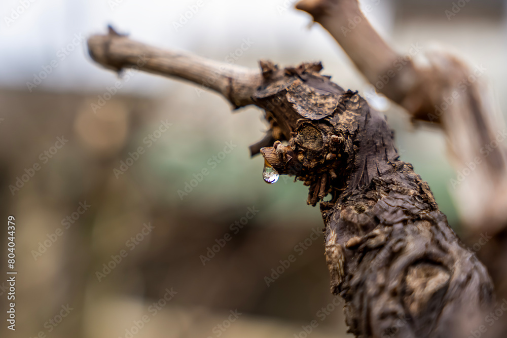 Grape vine, detail of vine looking , old wood of a grapevine