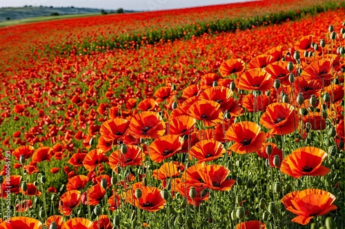 A field of red poppies with a bright orange sky in the background