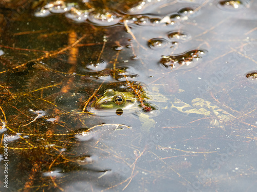 Ein Wasserfrosch blickt aus dem Wasser in einem Teich der von der Herbstsonne glitzert 