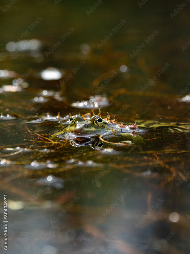 Ein Frosch schaut aus einem Teich heraus vor unscharfem Hintergrund Ein Frosch schaut aus einem Teich heraus vor unscharfem Hintergrund
