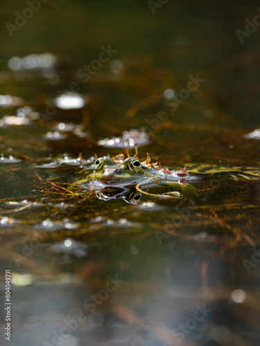 Ein Frosch schaut aus einem Teich heraus vor unscharfem Hintergrund