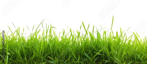 Beautiful grass on plain white background.