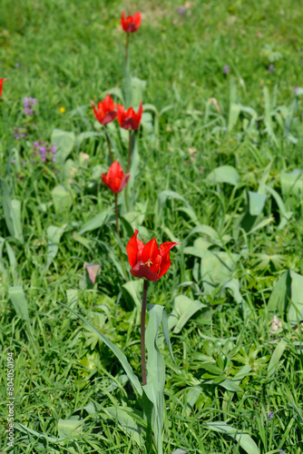 Eyed tulip flowers