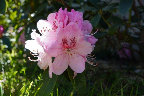light pink color flowers during spring bloom. Flowering rhododendron shrub in garden. pretty flowers photo