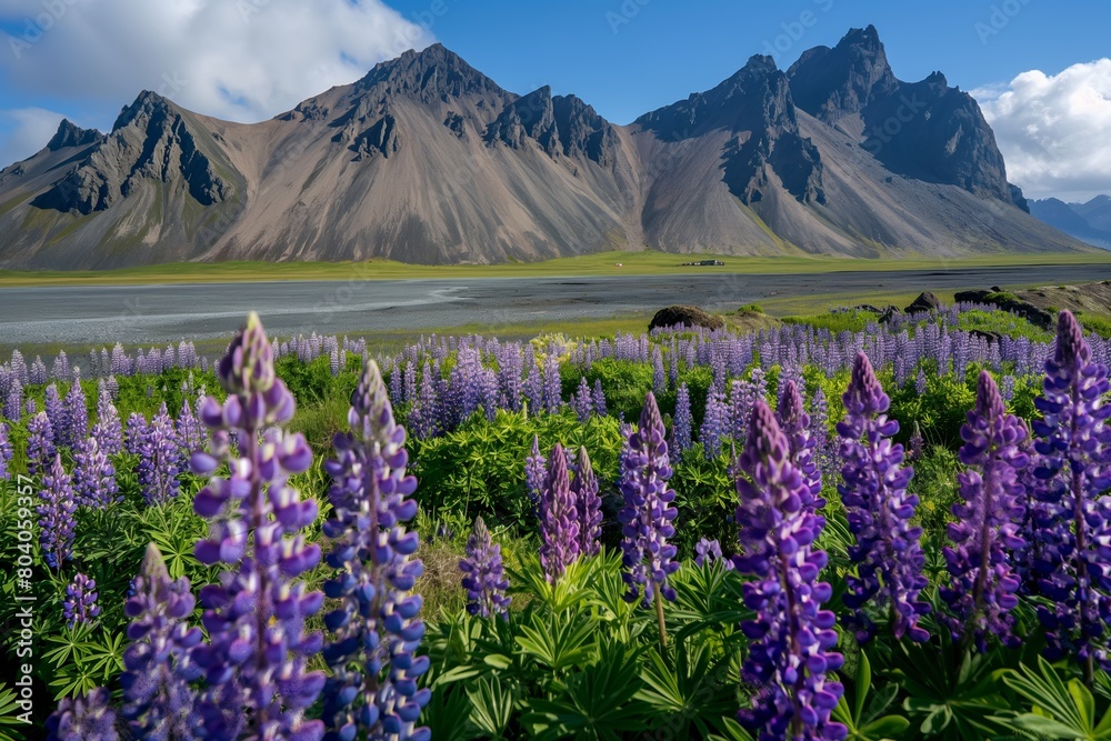 Stokksnes Serenity, Vibrant Lupine Blossoms Blanket Iceland's Majestic Landscape