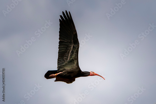 Northern bald ibis, hermit ibis, or waldrapp (Geronticus eremita) in flight. Fagagna, Udine province, Friuli Venezia Giulia, Italy. photo