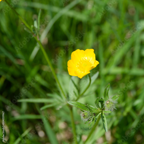 A field buttercup (Ranunculus arvensis) with yellow shiny petals at the top of erect stems with lobed hairy foliage on tall stem
 photo