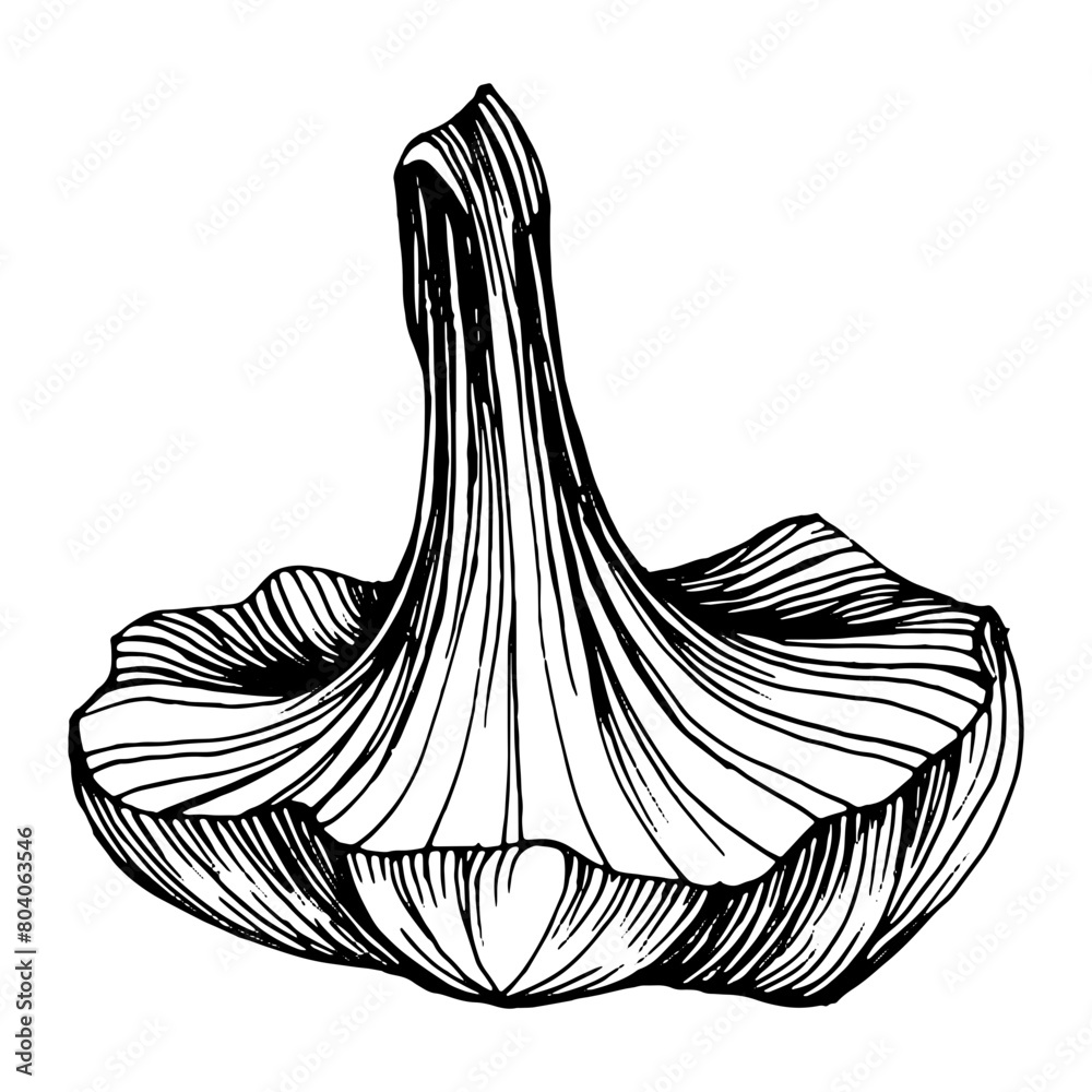 Obraz premium Mushrooms outline