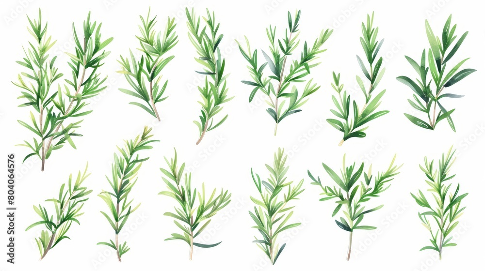 An evergreen plant with fragrant leaves. Modern illustration of rosemary branches. Mediterranean cuisine, food seasoning, culinary ingredient. An evergreen plant with fragrant leaves. Modern illustration of rosemary branches. Mediterranean cuisine, food seasoning, culinary ingredient.