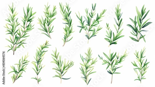 An evergreen plant with fragrant leaves. Modern illustration of rosemary branches. Mediterranean cuisine, food seasoning, culinary ingredient. photo
