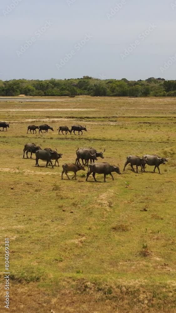 Herds of Buffaloes in the reserve on a sunny day. Kumana national park. Sri Lanka. Herds of Buffaloes in the reserve on a sunny day. Kumana national park. Sri Lanka.
