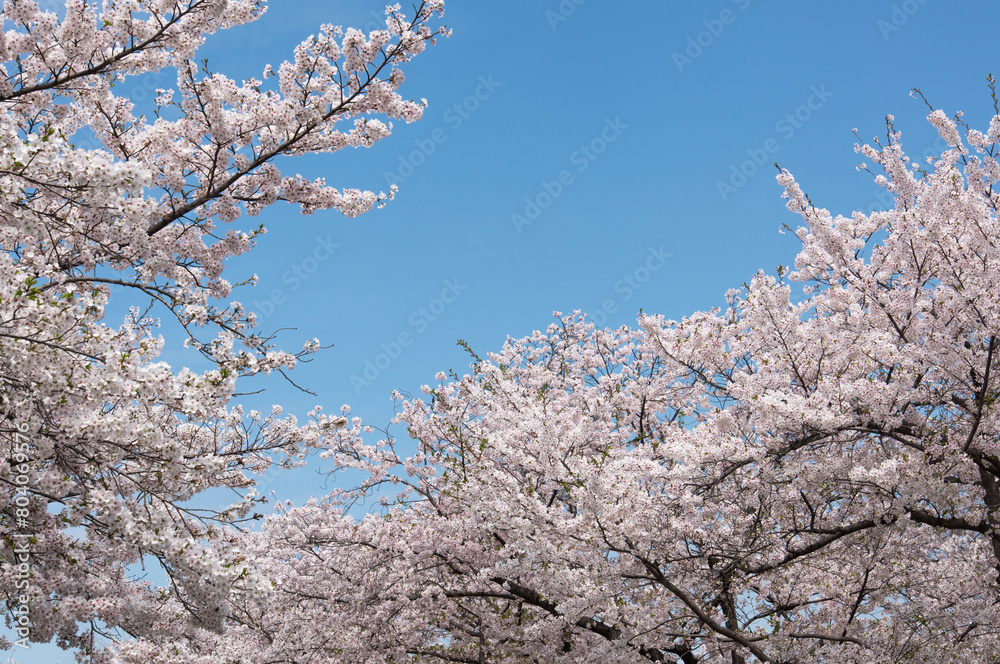 桜