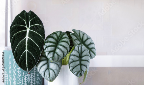 Alocasia in pots on stand.Floral interior decor, indoor plants.Alocasia Silver Dragon and large leaf of Alocasia Black Velvet.Reproduction and care of indoor plants.Hobby.Selective focus.
