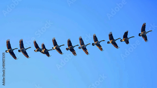 A flock of geese flying in a line across the sky © kiatipol