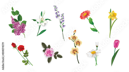 Lilac, lily, campanula, gerbera, daffodil, red and pink rose, orchid, chamomile, tulip isolated on a white background. Realistic flowers drawings set for the design of greeting cards, banners, covers.