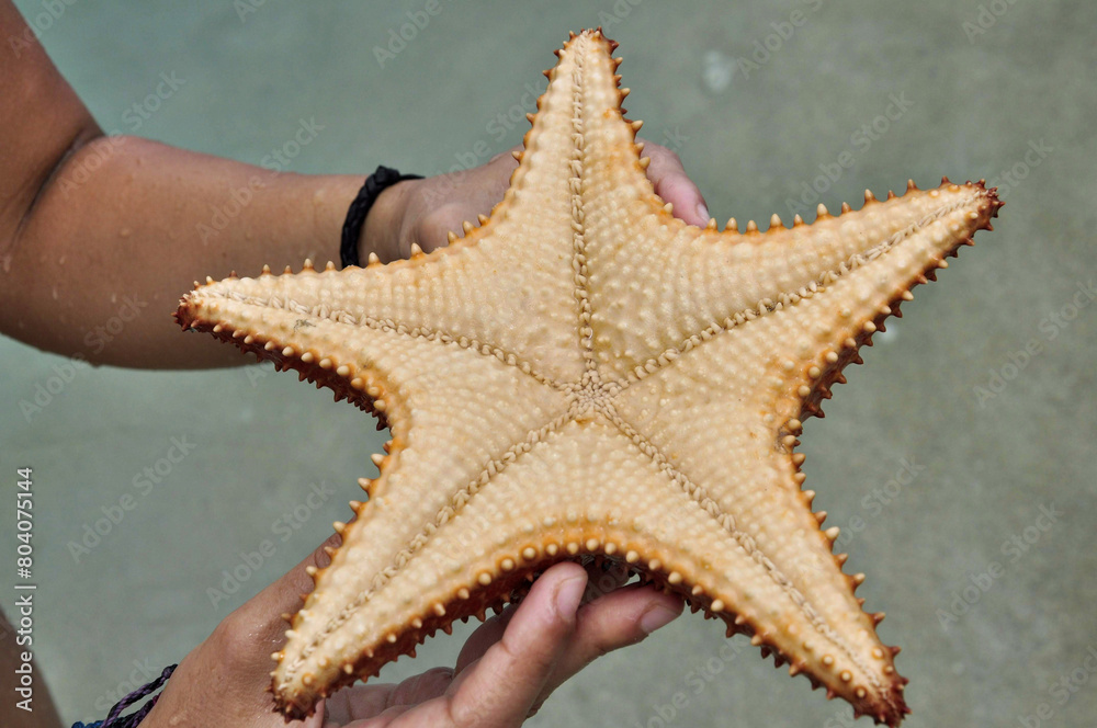 Estrella de mar boca arriba sujetada con dos manos en la orilla de la costa del caribe. Estrella de mar en la orilla del océano sujetada por dos manos en una playa de panama. Estrella de mar boca arriba sujetada con dos manos en la orilla de la costa del caribe. Estrella de mar en la orilla del océano sujetada por dos manos en una playa de panama.