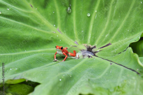 Macro fotografía de Rana roja minúscula sobre una hoja verde al aire libre en la naturaleza. photo