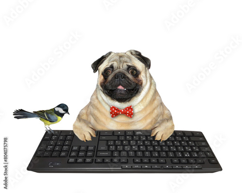 Dog pug typing on black keyboard 2