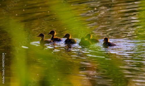 Wild duck ducklings on a lake in the park. 
Ducklings are always together. They learn to navigate their body of water. 
Wild duck ducklings on a lake in the park. photo