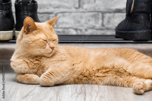 red cat lies on the floor near the shoe rack. photo