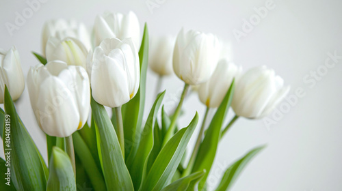 Beautiful fresh tulips on white background closeup
