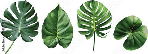 Tropical Green Leaves Varieties Isolated on Transparent PNG Background